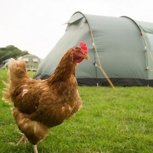 Elmwicke campsite